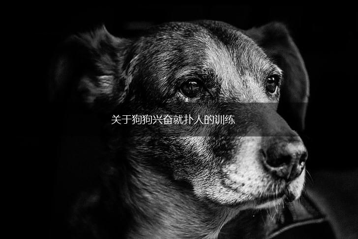 关于狗狗兴奋就扑人的训练,第1张