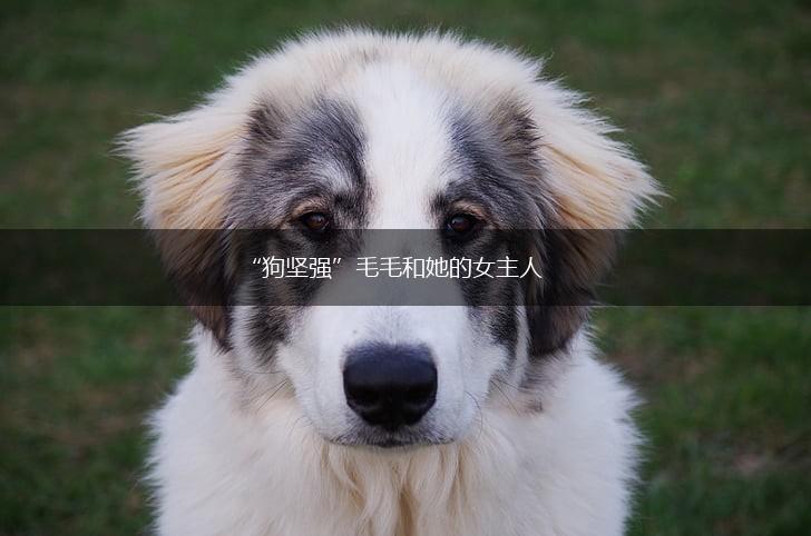 “狗坚强”毛毛和她的女主人,第1张