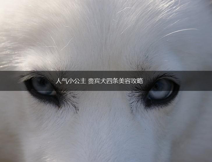 人气小公主 贵宾犬四条美容攻略,第1张