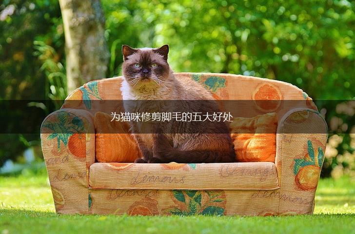 为猫咪修剪脚毛的五大好处,第1张