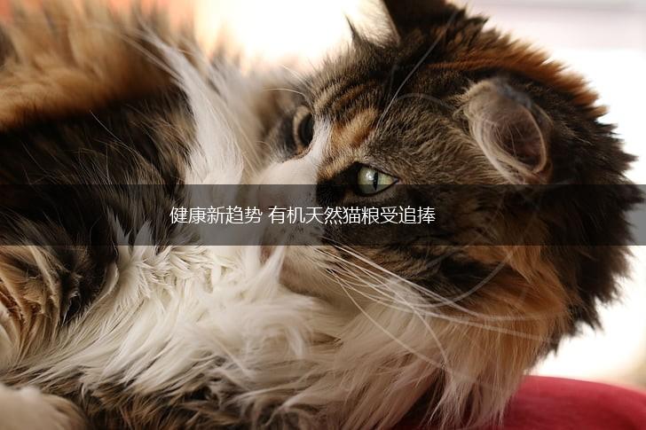 健康新趋势 有机天然猫粮受追捧,第1张