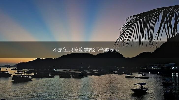 不是每只流浪猫都适合被圈养,第1张