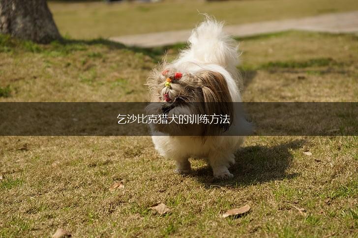 乞沙比克猎犬的训练方法,第1张