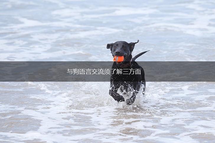 与狗语言交流须了解三方面,第1张