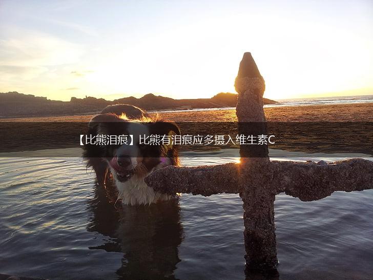 【比熊泪痕】比熊有泪痕应多摄入维生素C,第1张