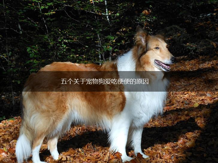 五个关于宠物狗爱吃便便的原因,第1张