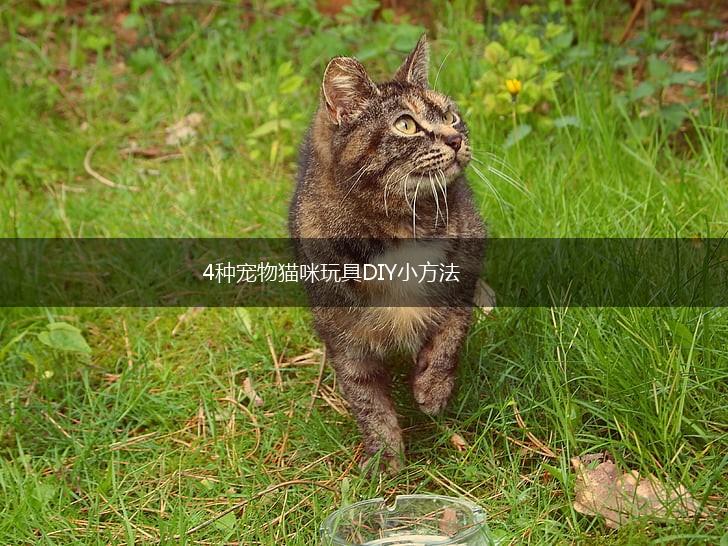 4种宠物猫咪玩具DIY小方法,第1张