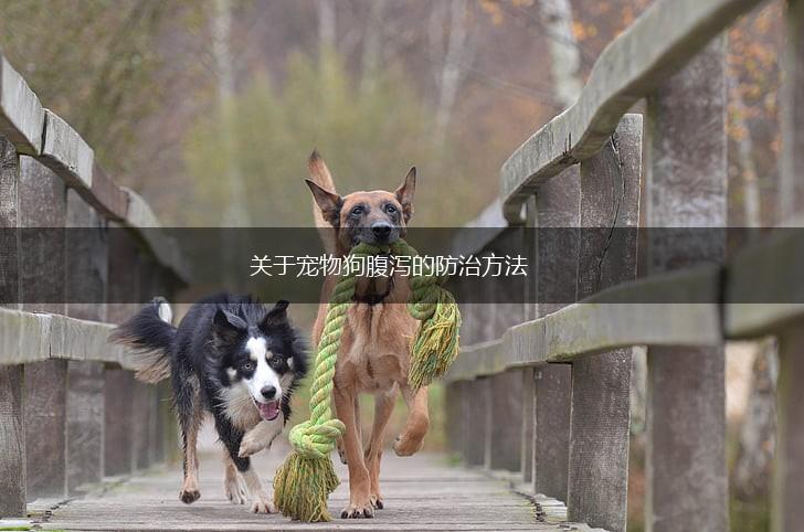 关于宠物狗腹泻的防治方法,第1张