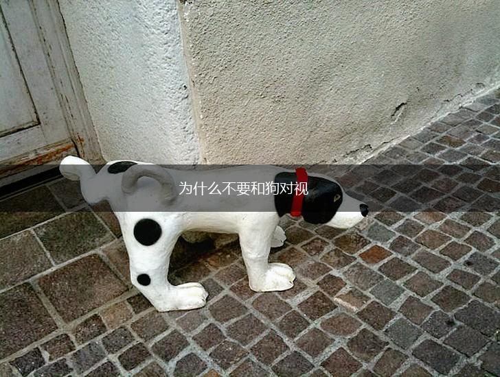 为什么不要和狗对视,第1张