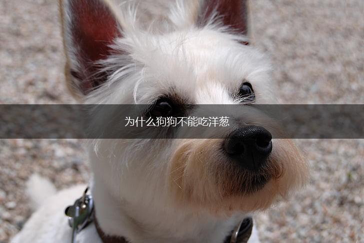 为什么狗狗不能吃洋葱,第1张
