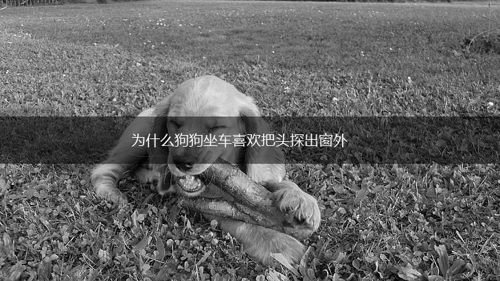 为什么狗狗坐车喜欢把头探出窗外,第1张