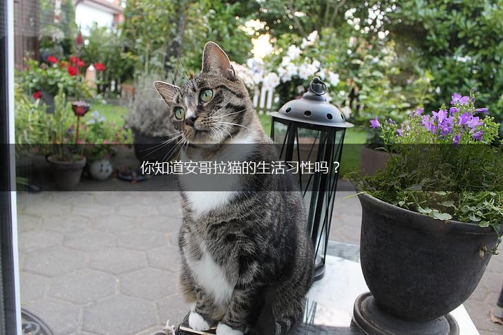 你知道安哥拉猫的生活习性吗？,第1张