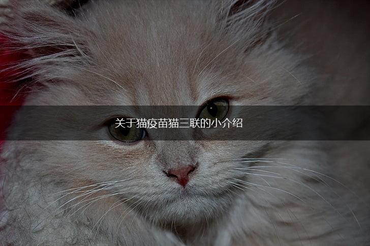 关于猫疫苗猫三联的小介绍,第1张
