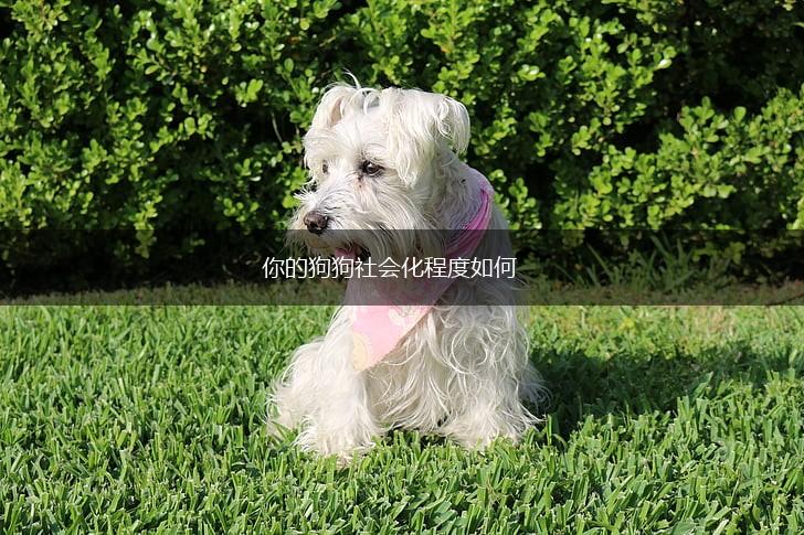 你的狗狗社会化程度如何,第1张