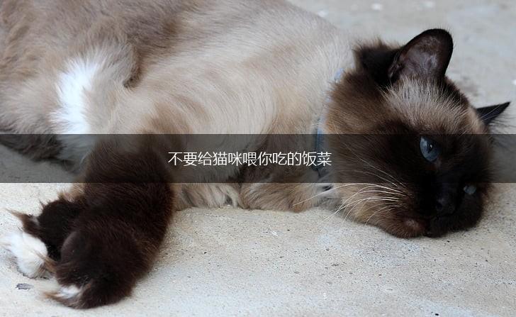 不要给猫咪喂你吃的饭菜,第1张