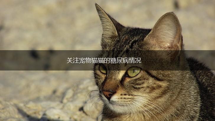 关注宠物猫猫的糖尿病情况,第1张