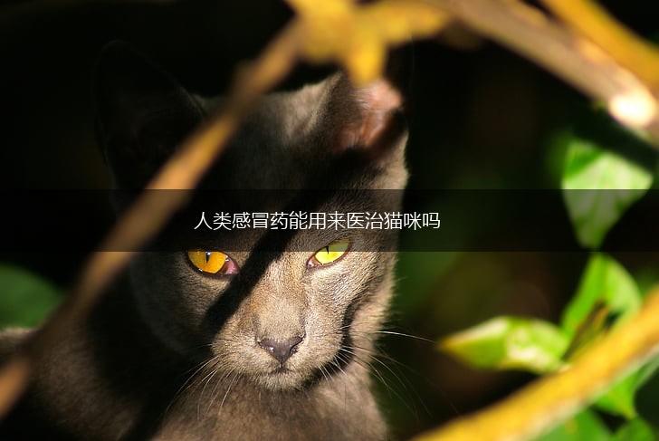 人类感冒药能用来医治猫咪吗,第1张