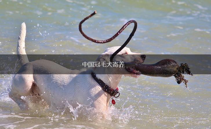 中国冠毛犬寄养,第1张