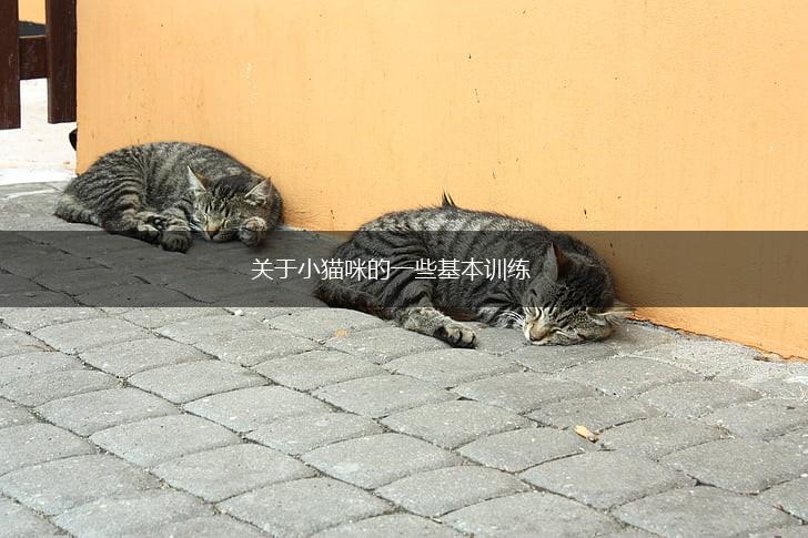 关于小猫咪的一些基本训练,第1张