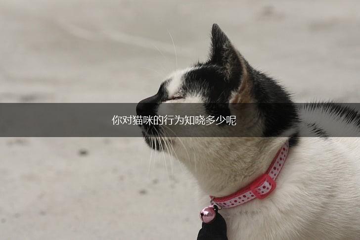 你对猫咪的行为知晓多少呢,第1张