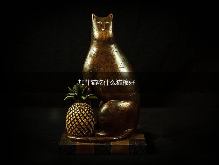 加菲猫吃什么猫粮好,第1张