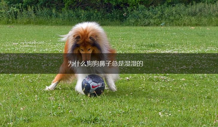 为什么狗狗鼻子总是湿湿的,第1张