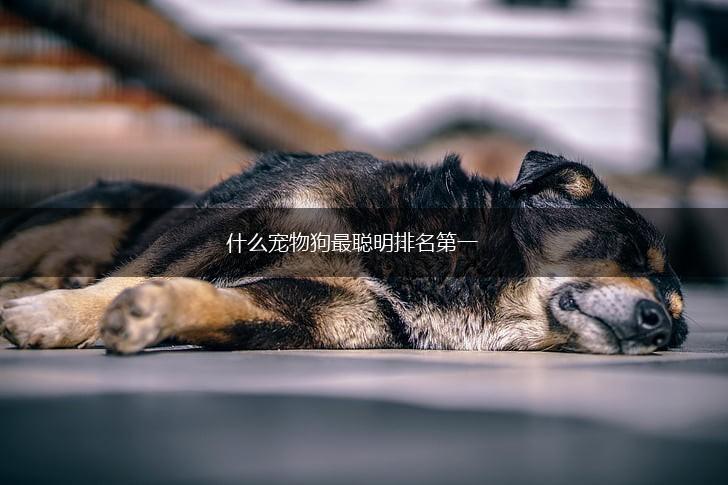 什么宠物狗最聪明排名第一,第1张