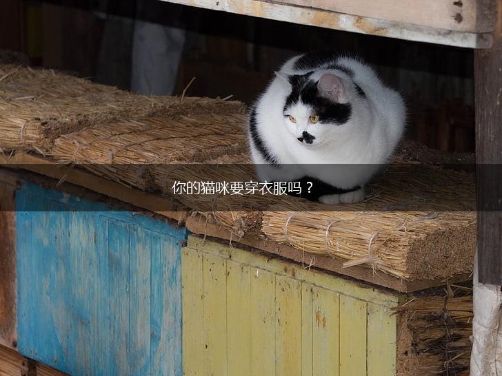 你的猫咪要穿衣服吗？,第1张