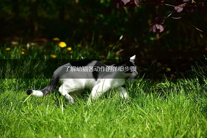 了解幼猫各动作的详细步骤,第1张