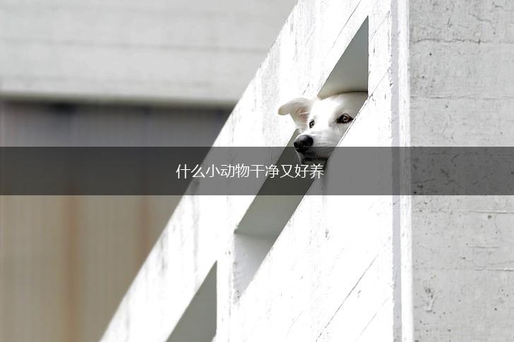 什么小动物干净又好养,第1张