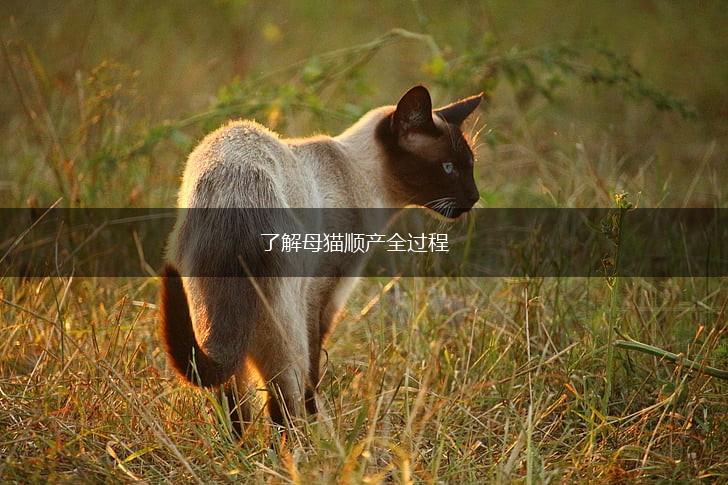 了解母猫顺产全过程,第1张
