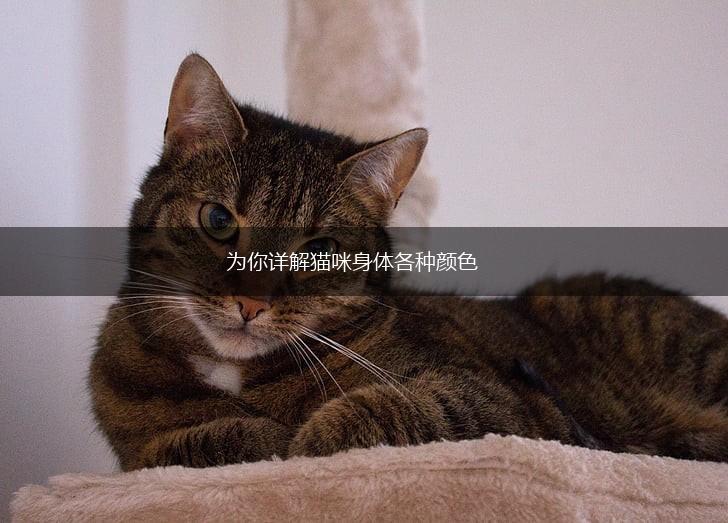 为你详解猫咪身体各种颜色,第1张