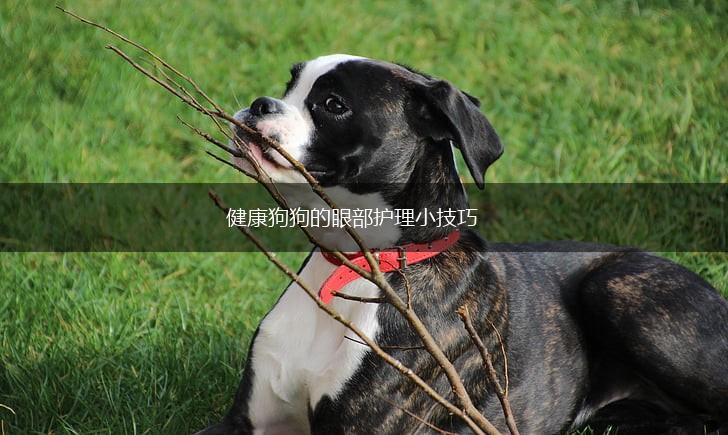 健康狗狗的眼部护理小技巧,第1张