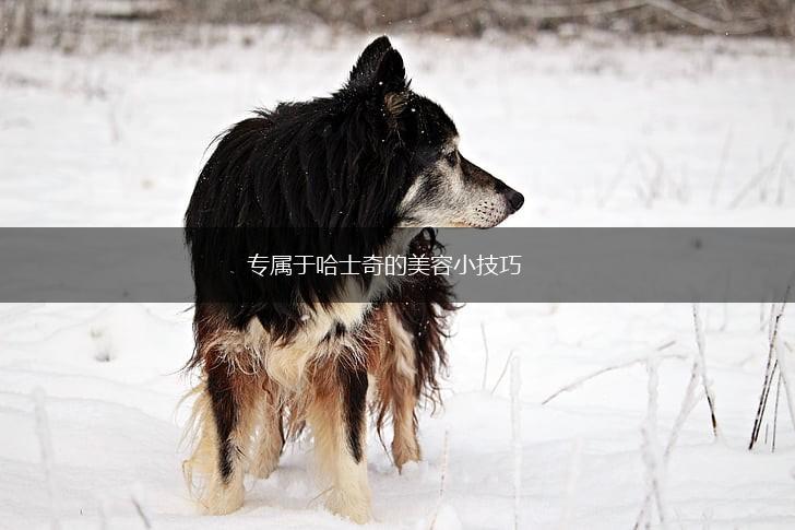 专属于哈士奇的美容小技巧,第1张