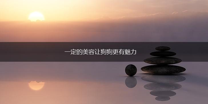 一定的美容让狗狗更有魅力,第1张