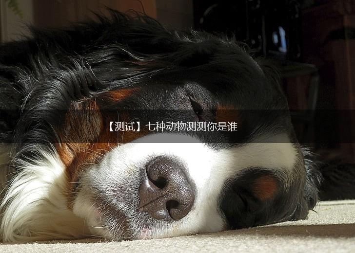 【测试】七种动物测测你是谁,第1张