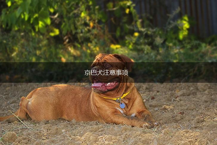 京巴犬注意事项,第1张