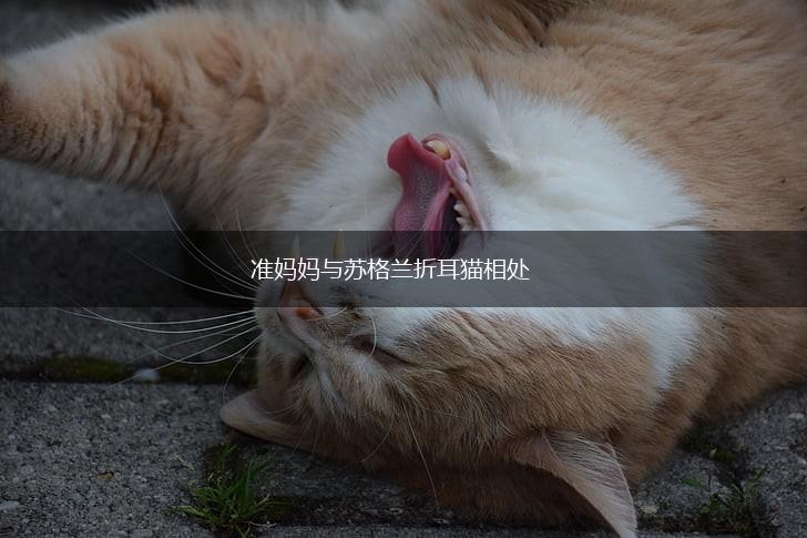 准妈妈与苏格兰折耳猫相处,第1张