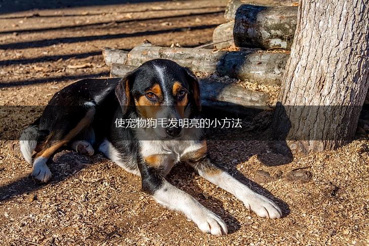 使宠物狗毛发明亮的小方法,第1张