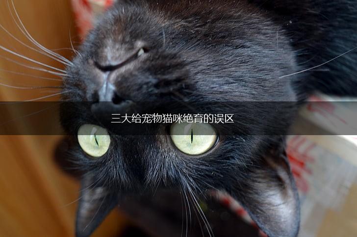 三大给宠物猫咪绝育的误区,第1张