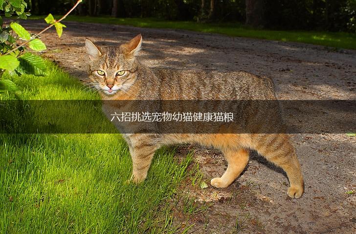 六招挑选宠物幼猫健康猫粮,第1张