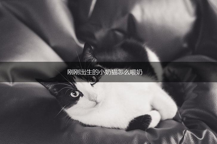 刚刚出生的小奶猫怎么喂奶,第1张