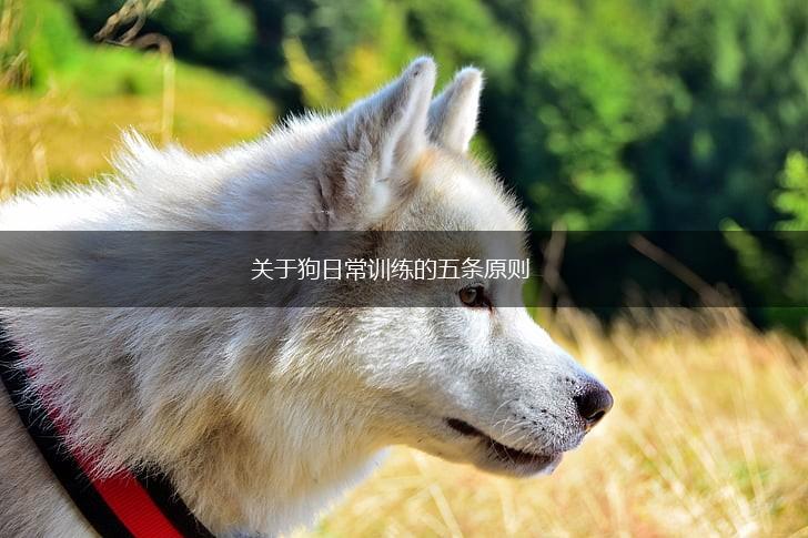 关于狗日常训练的五条原则,第1张
