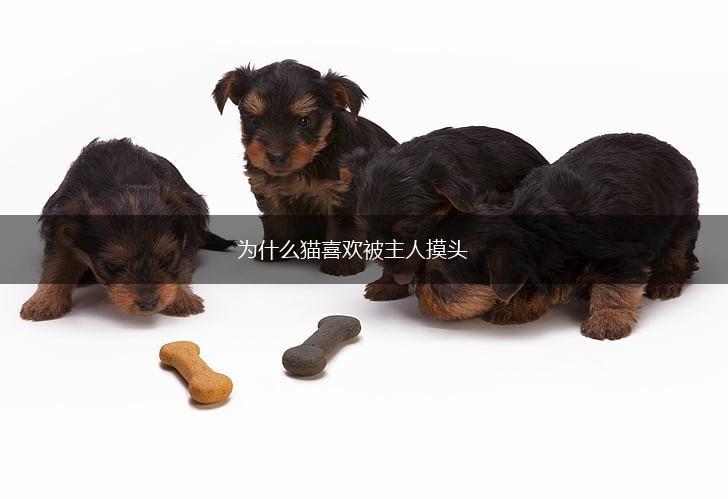 为什么猫喜欢被主人摸头,第1张