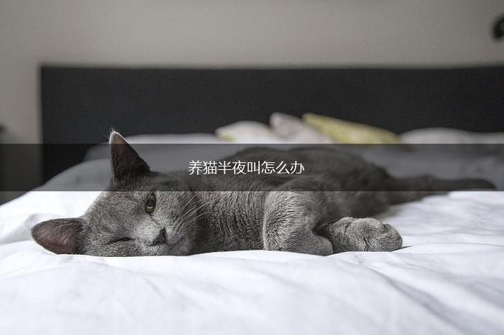 养猫半夜叫怎么办,第1张
