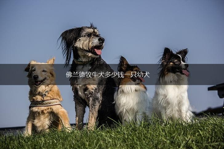 佛兰德牧牛犬多少钱一只幼犬,第1张