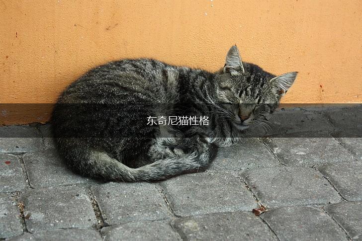 东奇尼猫性格,第1张