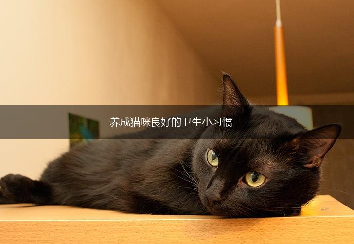 养成猫咪良好的卫生小习惯,第1张