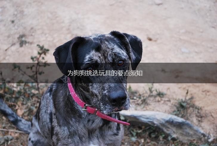 为狗狗挑选玩具的要点须知,第1张