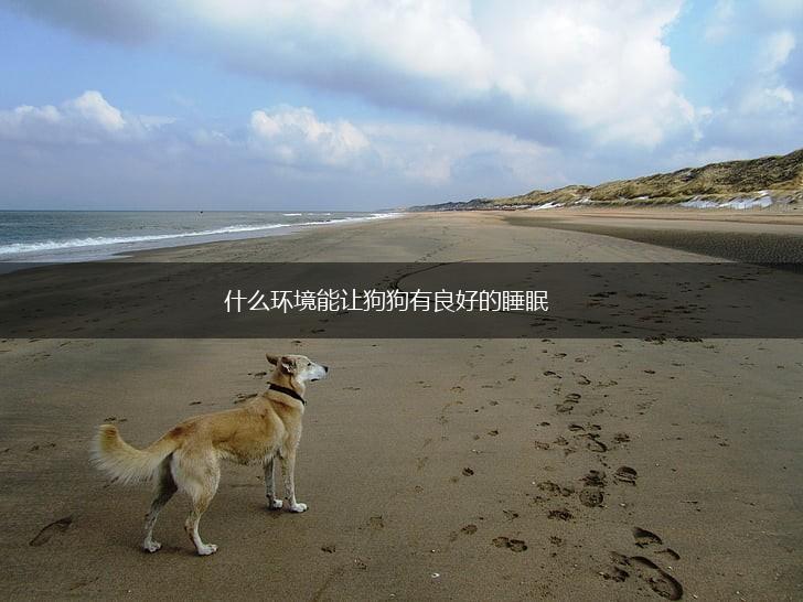 什么环境能让狗狗有良好的睡眠,第1张